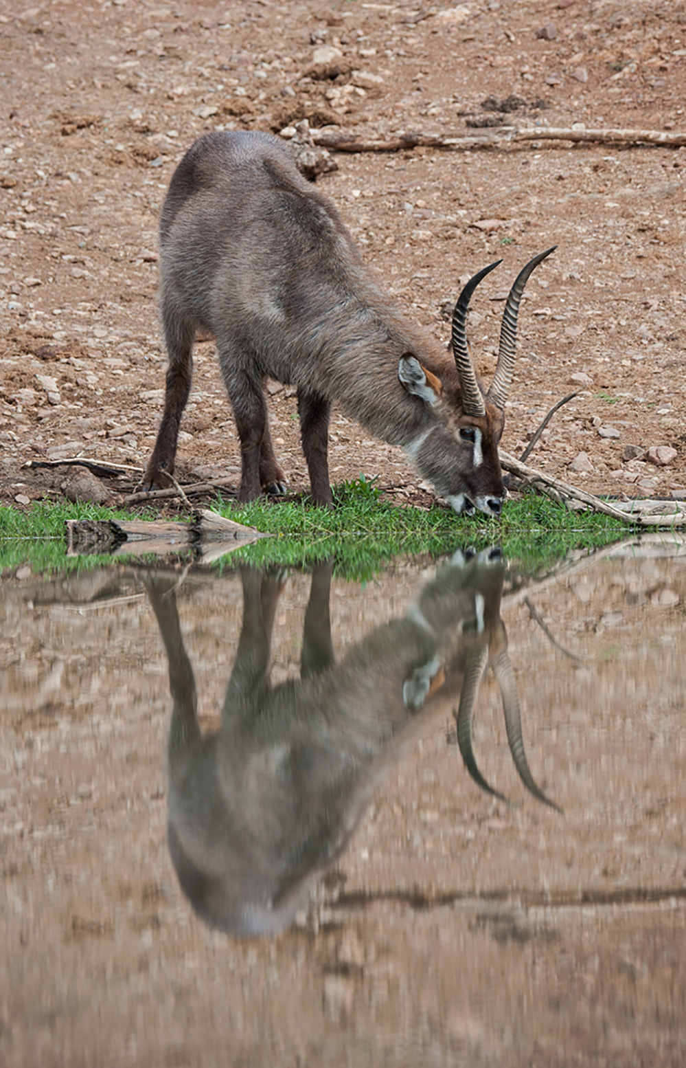 Madikwe Game Reserve Waterbuck Reflection